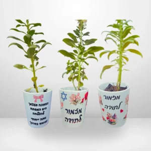 עציץ קרמיקה